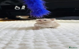 Scottish Fold cats for sale: Scottish straight - Image 3