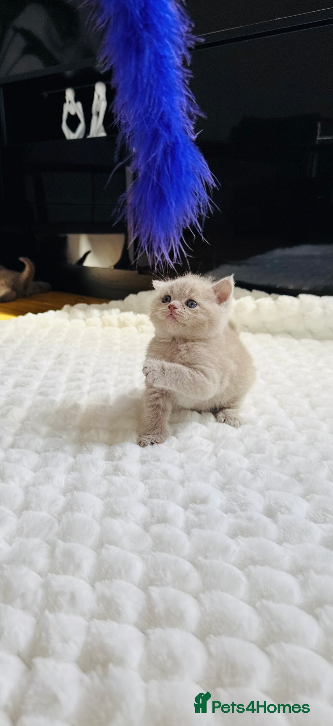 Scottish Fold cats for sale: Scottish straight - Image 3