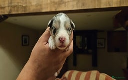 Australian Shepherd dogs for sale: Australian Shepherd Litter  - Image 15