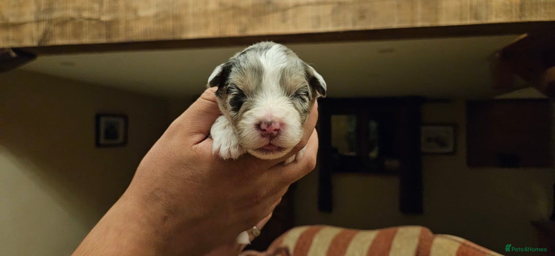 Australian Shepherd dogs for sale: Australian Shepherd Litter  - Image 15