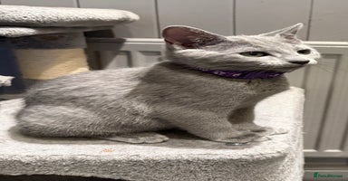 Russian Blue cats - Advert 12