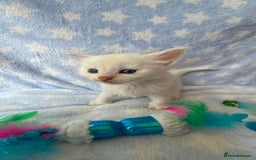 Ragdoll cats for sale: Stunning Ragdoll kittens super affectionate  - Image 5