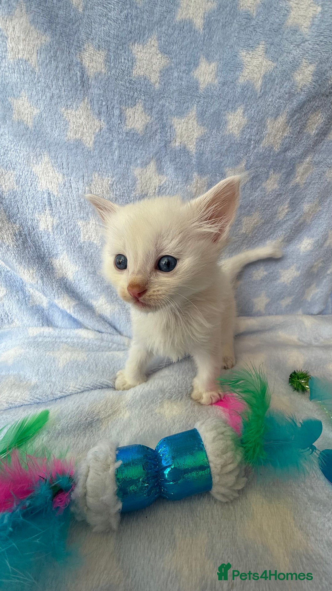 Ragdoll cats for sale: Stunning Ragdoll kittens super affectionate  - Image 5