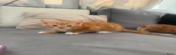 Mixed Breed cats for sale: Ginger and black kittens in Northampton - Advert 7