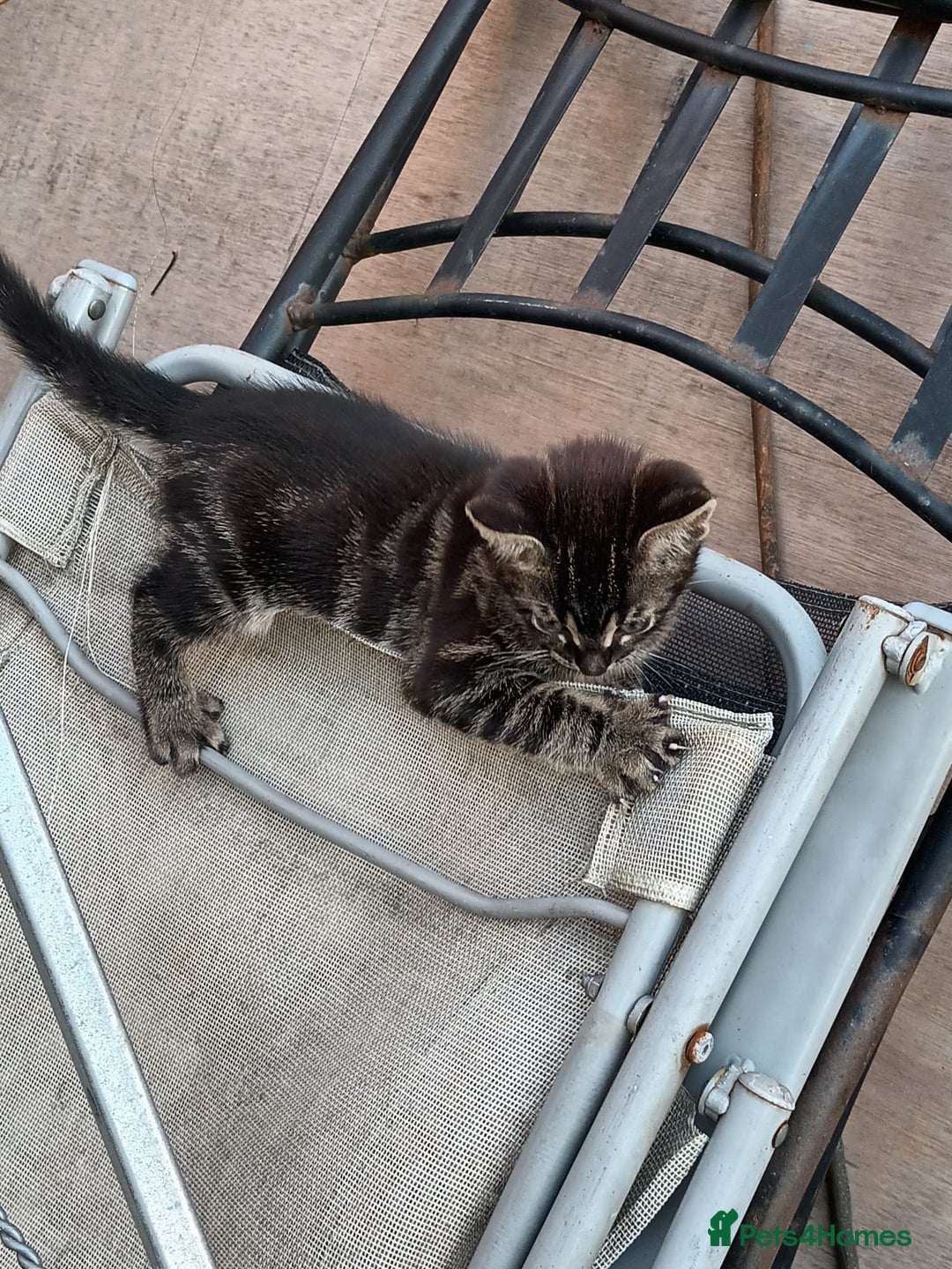 Mixed Breed cats for sale: Adorable kittens  - Advert 3