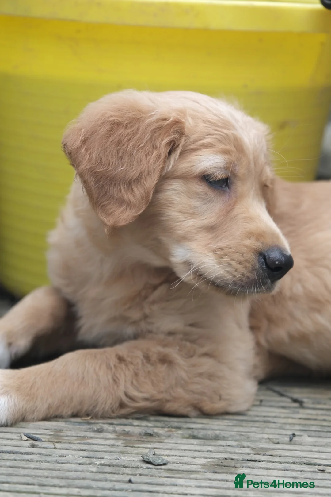 Golden Retriever dogs for sale: KC Field Golden Retriever Puppy  - Advert 2