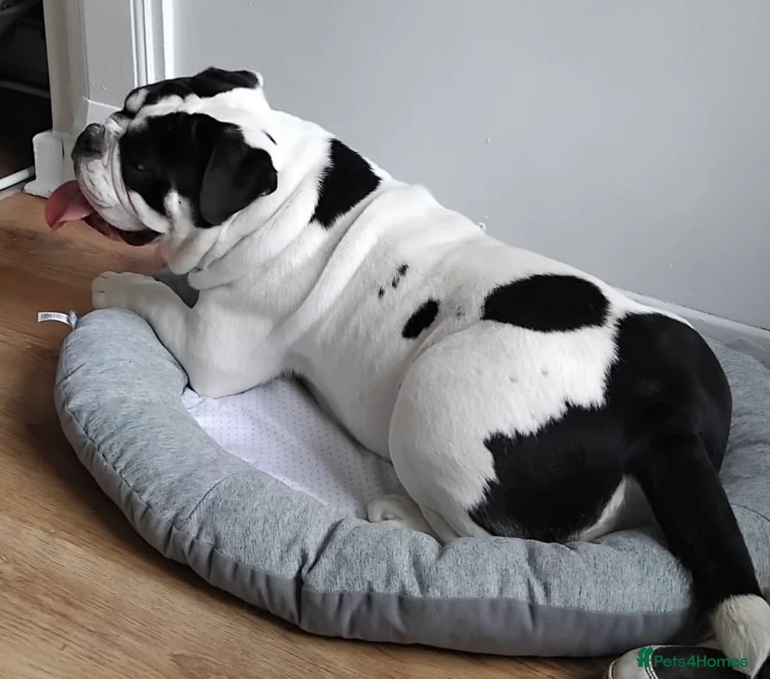 Olde English Bulldogge dogs for sale: Olde tyme English bulldog in Leicester - Advert 11