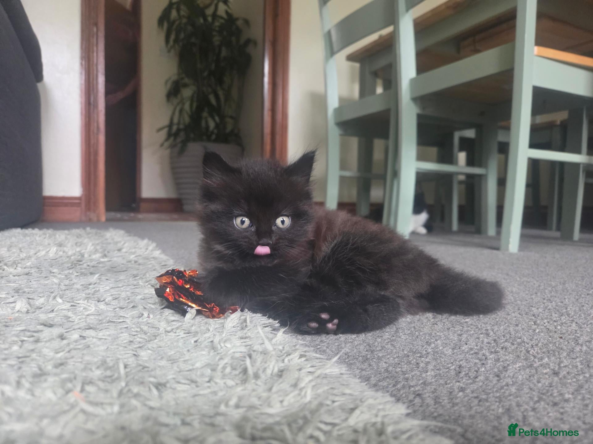 Mixed Breed cats Super fluffy gorgeous boy available next week 💙  - Advert 1