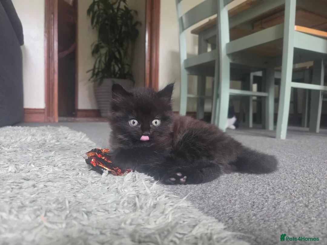 Mixed Breed cats for sale: Super fluffy gorgeous boy available next week 💙  - Advert 1