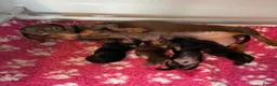 Miniature Dachshund dogs for sale: Dachshund puppy’s  - Advert 5