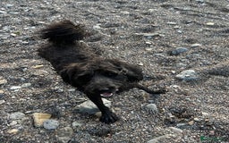 Bordoodle dogs for sale: BORDOODLE  neutered male  - Image 4
