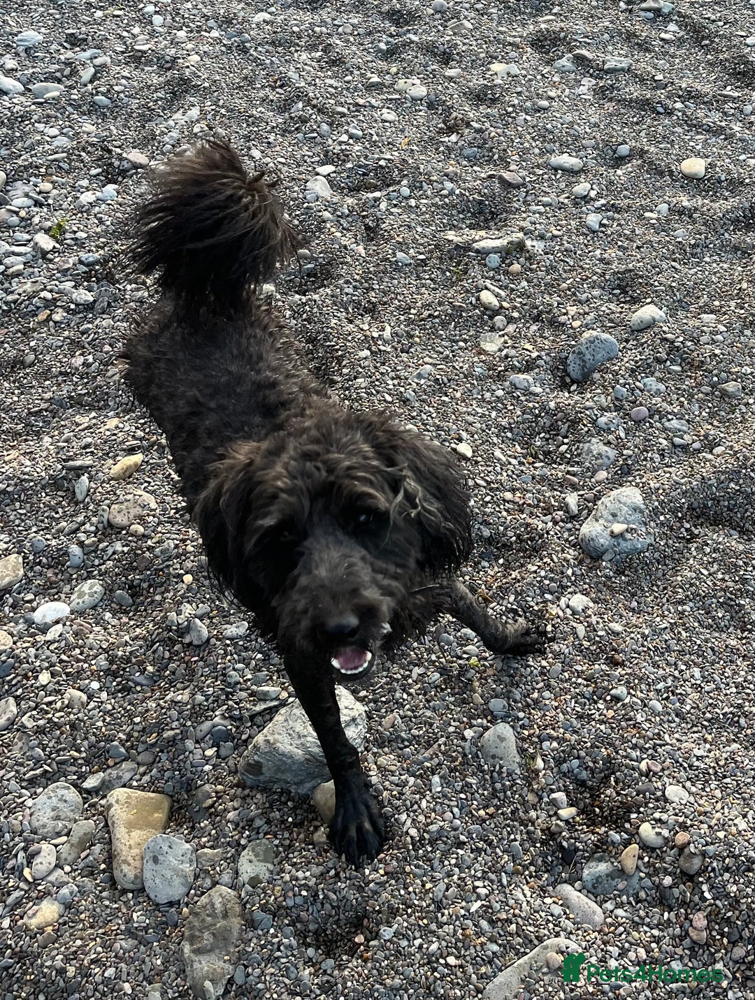 Bordoodle dogs for sale: BORDOODLE  neutered male  - Image 4