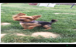 Yorkshire Terrier dogs for sale: Beautiful silver yorkie boy  - Image 4