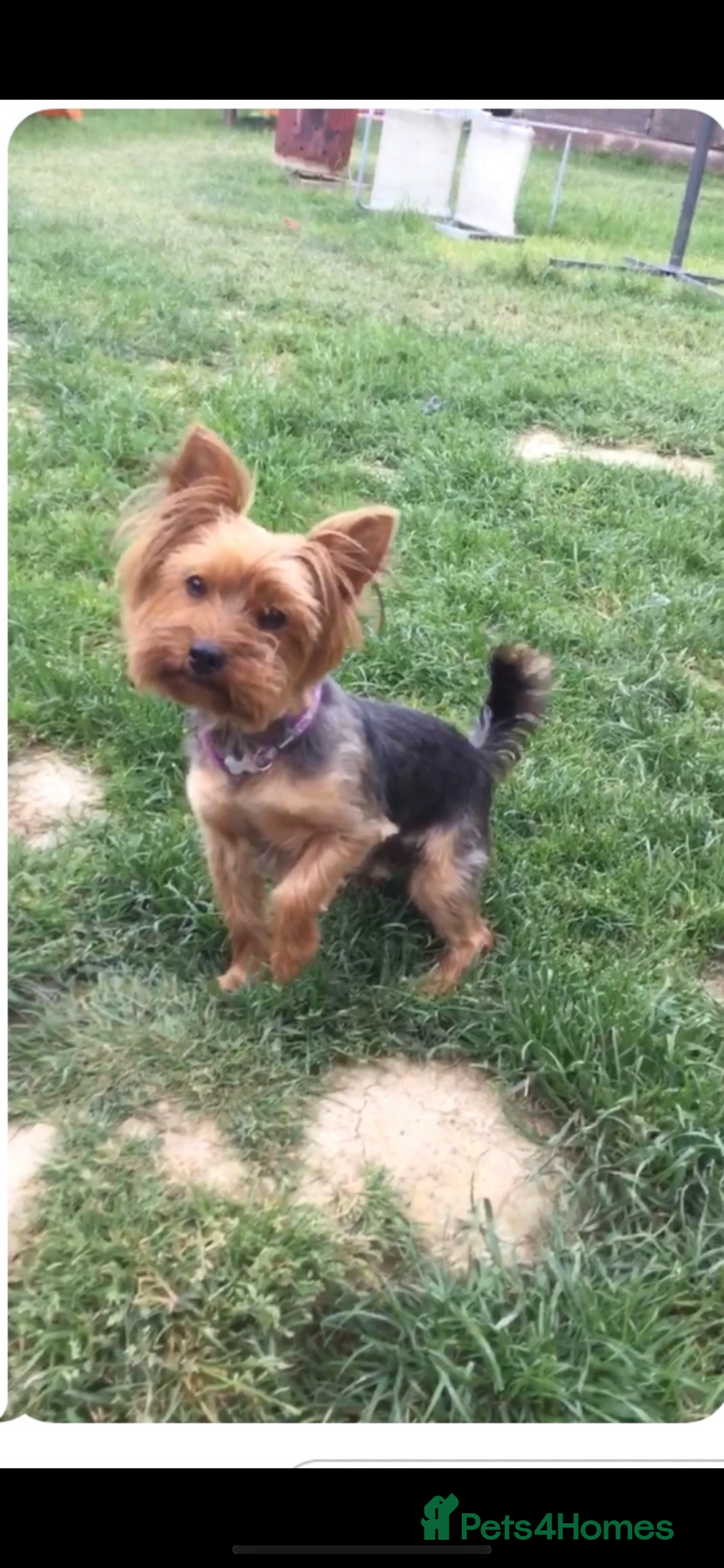 Yorkshire Terrier dogs for sale: Beautiful silver yorkie boy  - Image 4