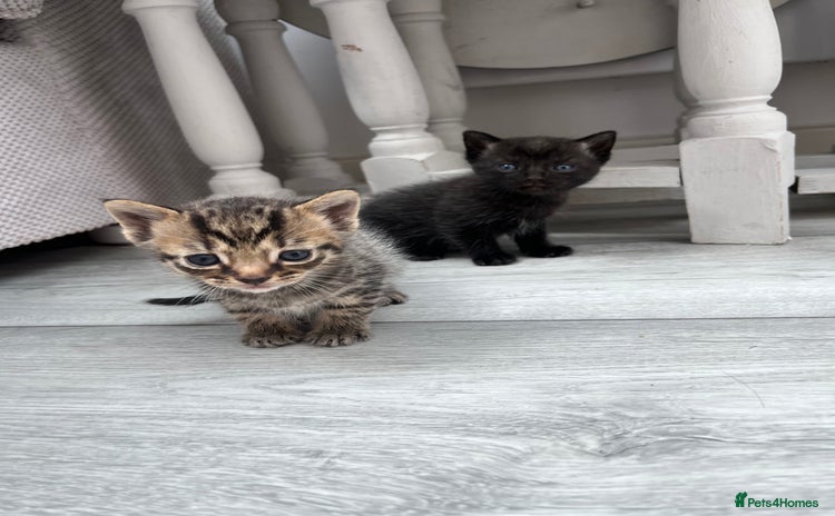 Mixed Breed cats - Advert 5