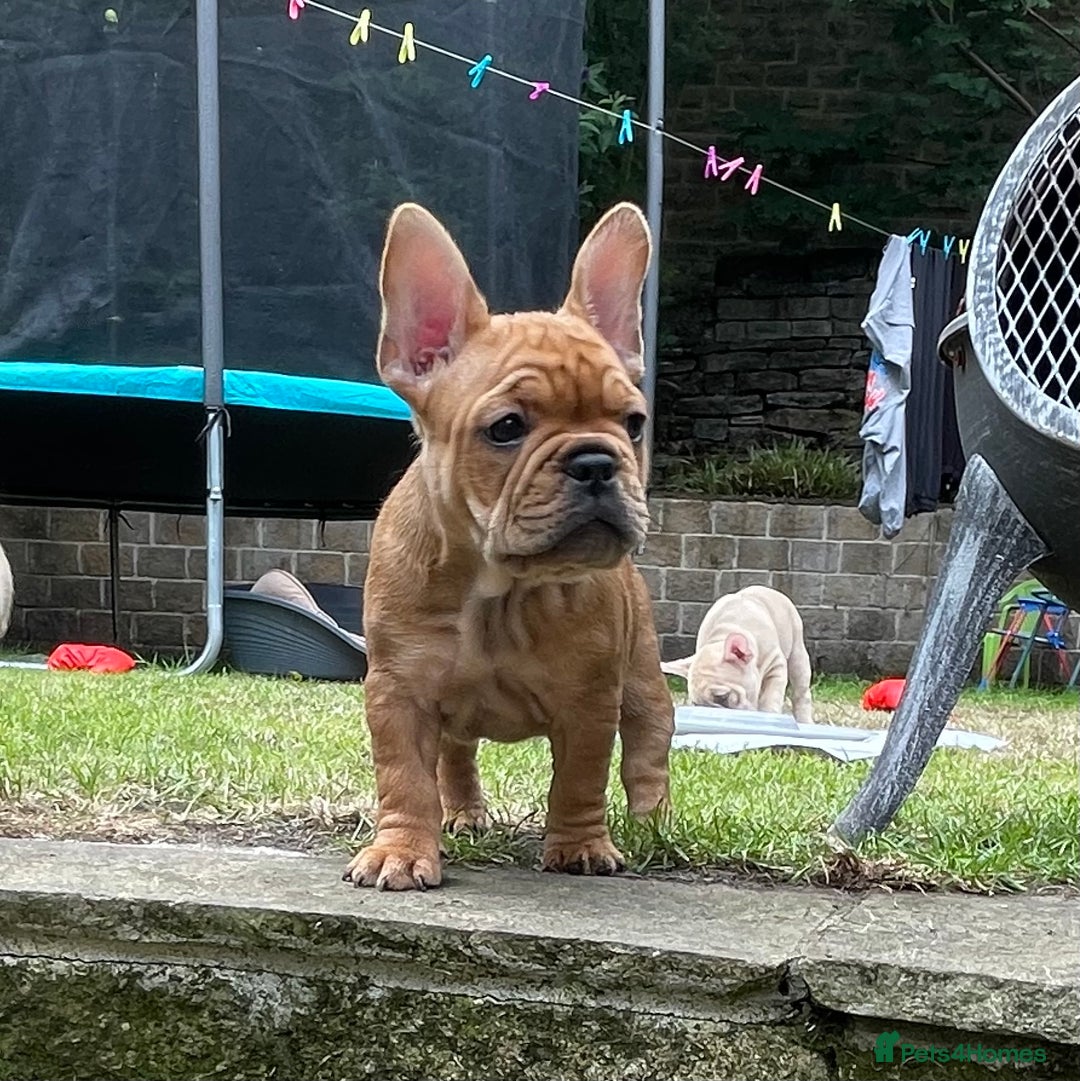 French Bulldog dogs for sale: French Bulldog puppies 3 girls and 3 boys - Image 9