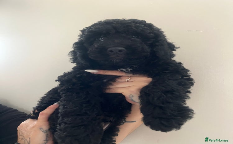 Cockapoo dogs - Advert 1