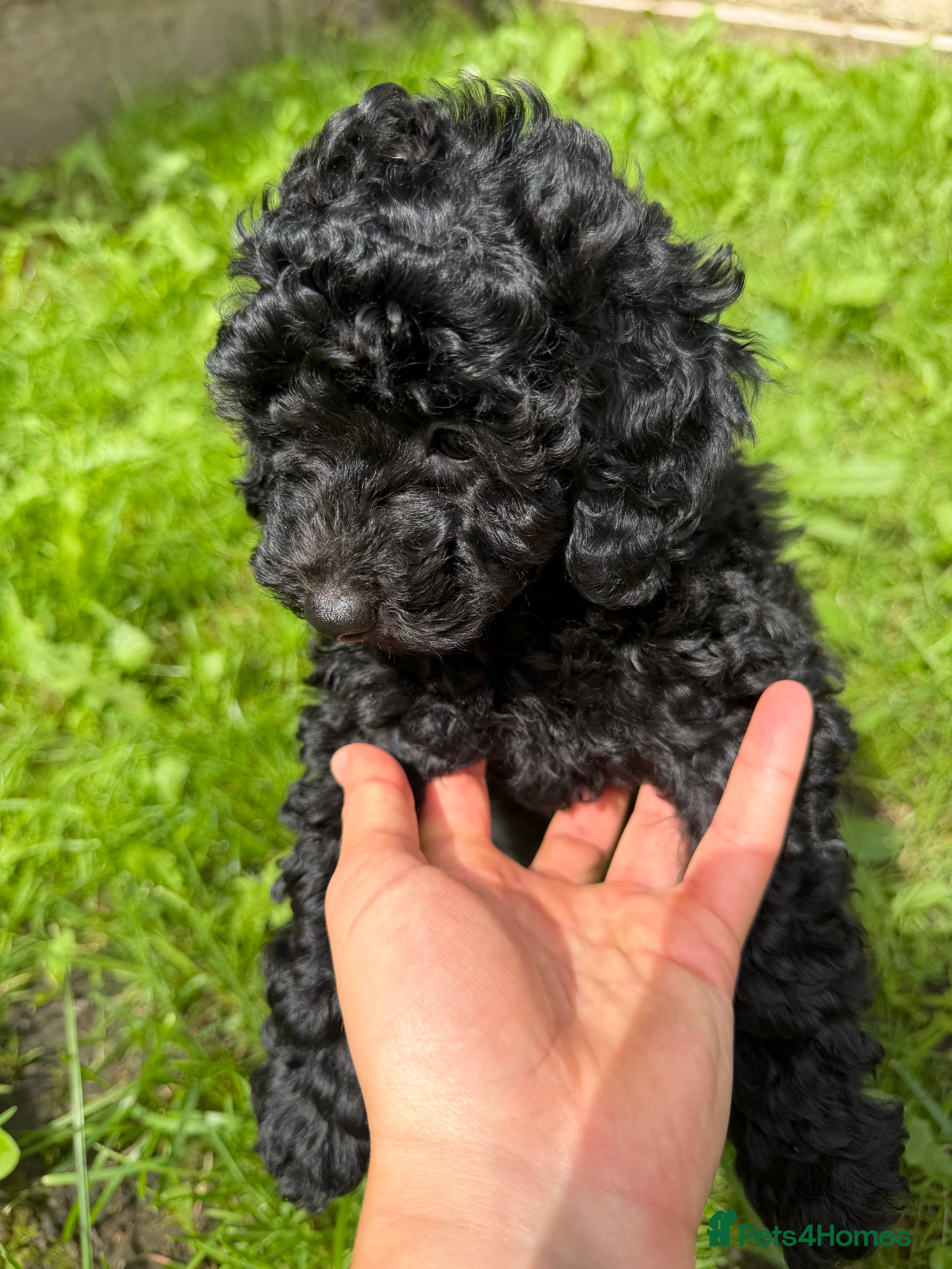 Toy Poodle dogs REDUCED 1 Left KC REG Pure Toy Poodle Puppy - Advert 3