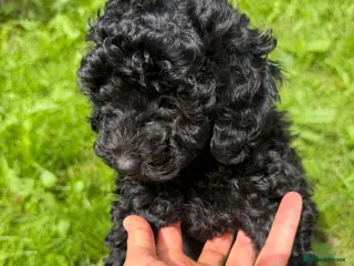 Toy Poodle dogs REDUCED 1 Left KC REG Pure Toy Poodle Puppy - Advert 3