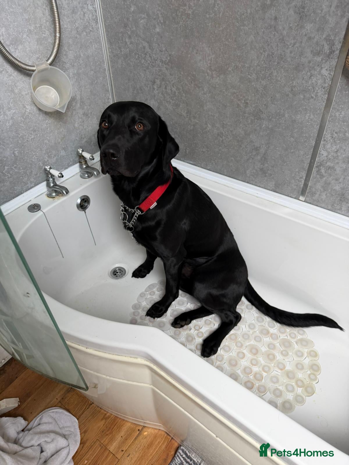 Max
