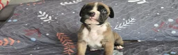 Boxer dogs for sale: Kc boxers - boy and girl are looking for 🏡 - Advert 9