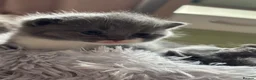 British Shorthair cats for sale: Beautiful British Shorthair Kittens  in Burton-on-Trent - Advert 11