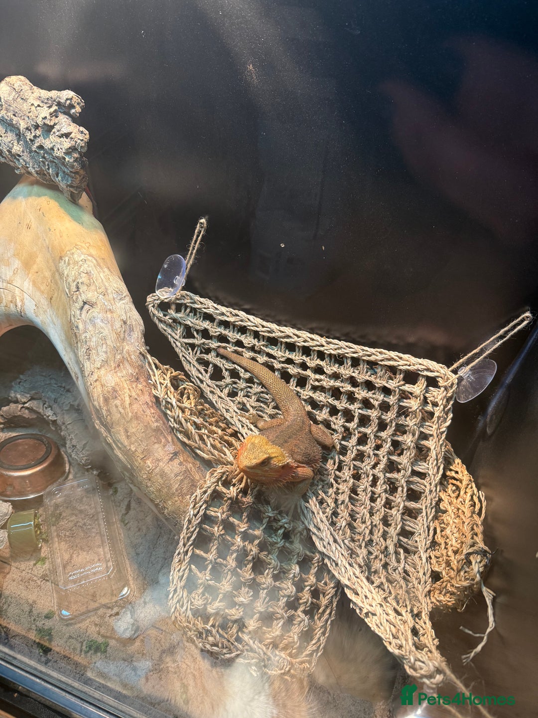 Bearded Dragon reptiles for sale: Bearded dragon & tank  - Advert 6