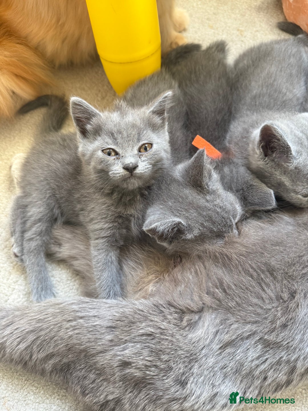 British Shorthair cats for sale: British Shorthair Kittens, 5 weeks free Insurance - Image 11