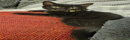 Scottish Fold cats for sale: Healthy scotish fold mix - Advert 7
