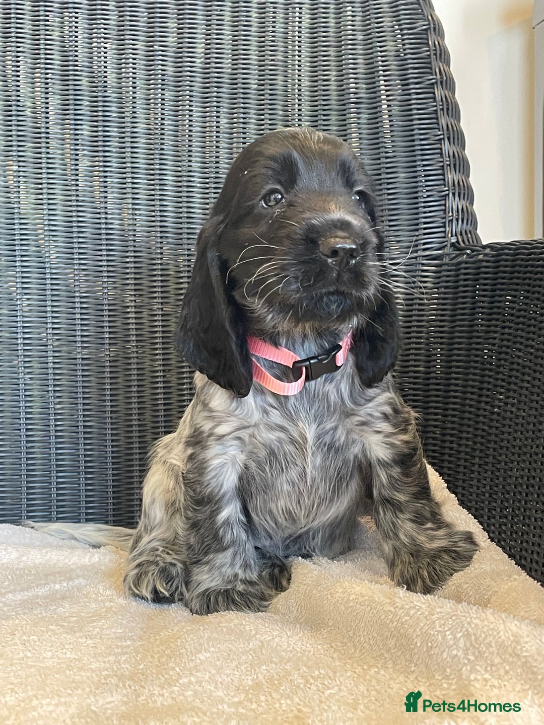 Cocker Spaniel dogs for sale: KC registered Show Type Cocker Spaniel Pups - Image 9