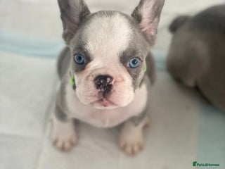 French Bulldog dogs ** French X French bulldog READY TO GO! - Advert 2