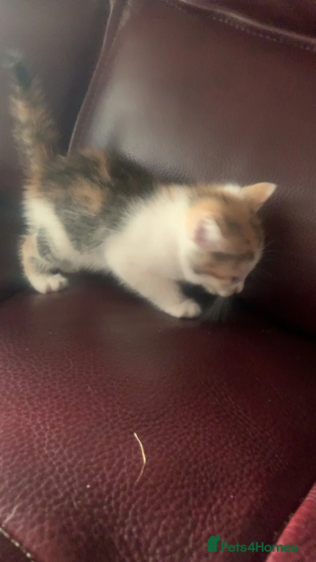 Mixed Breed cats for sale: Kittens for sale  - Advert 1