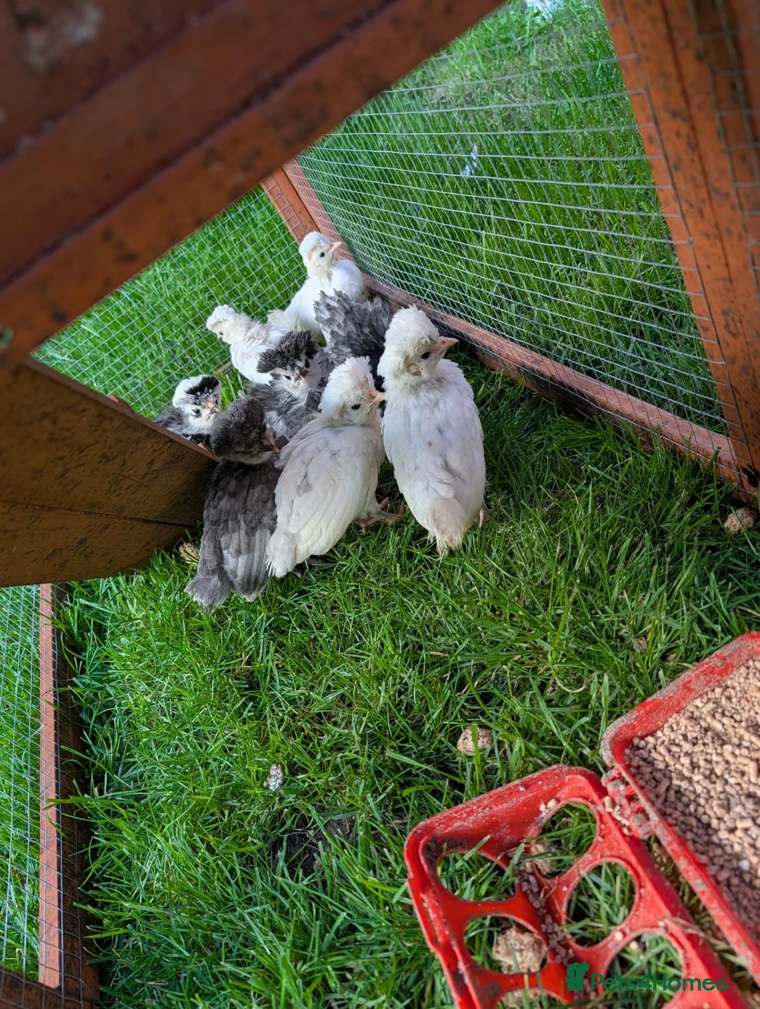Chickens poultry for sale: Polish chicks - Advert 1