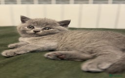 British Shorthair cats for sale: British Shorthair kittens (2 boys) - Image 1