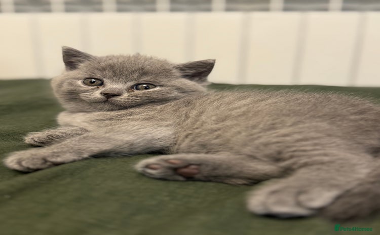 British Shorthair cats - Advert 13