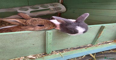 Mixed Breed rabbits - Advert 9