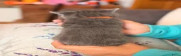 Mixed Breed cats for sale: 4 sunning long and short hair kittens - Advert 14