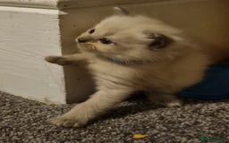 Ragdoll cats for sale: Ragdoll kittens  - Advert 8