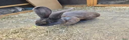 Continental Giant rabbits for sale: Continental Giant Rabbit Kits Bookings Now Open 🐰 in Croydon - Advert 6