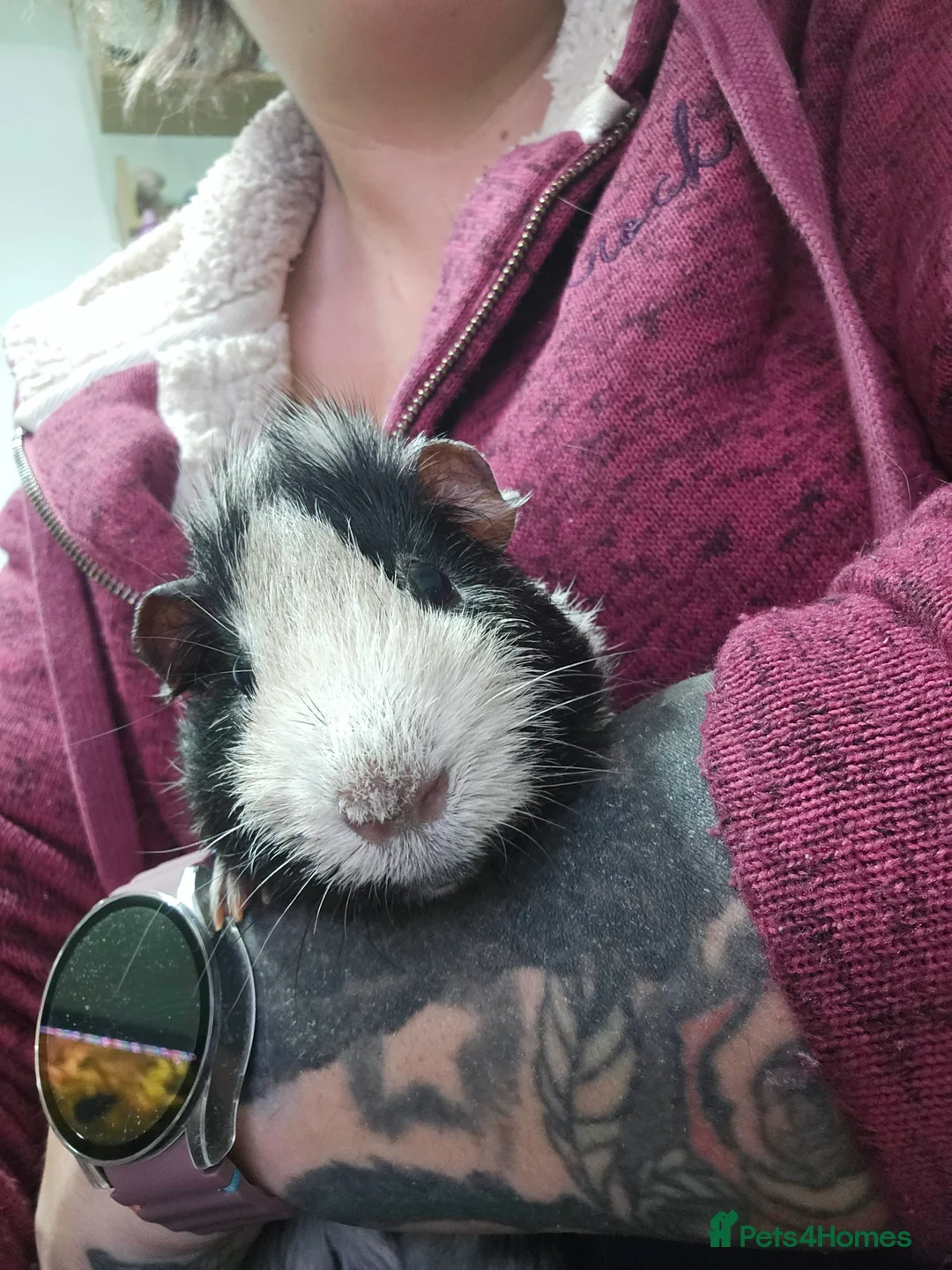 Guinea Pig rodents for sale: 2 Male Guinea Pigs in Rotherham - Advert 7