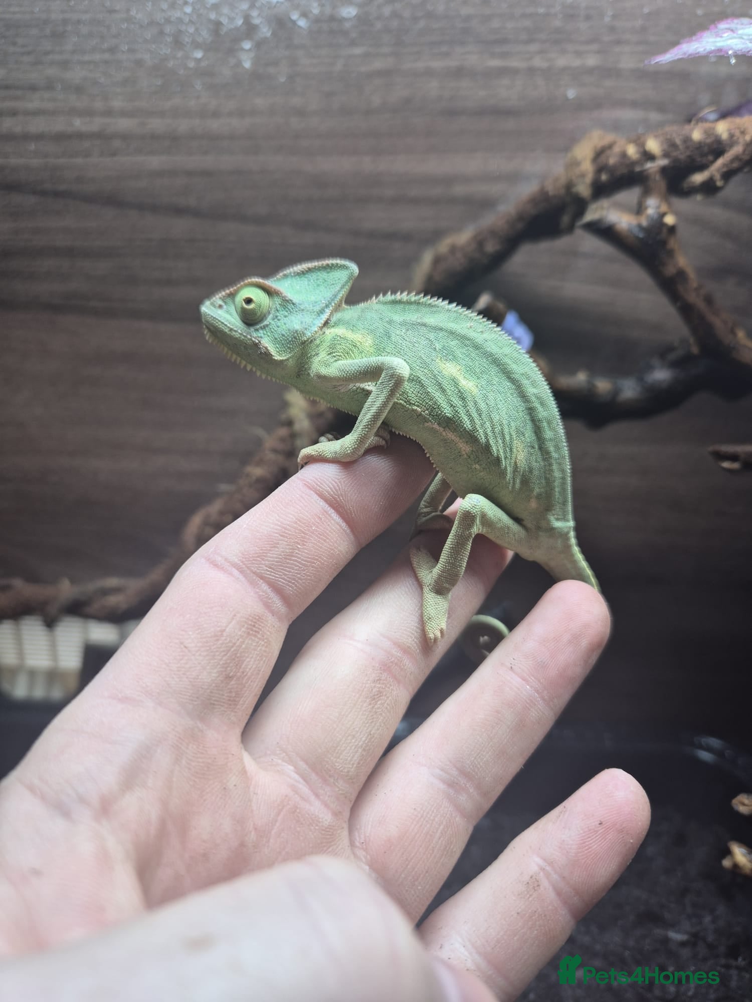 Chameleon reptiles Yemen Chameleon - Female - Advert 1