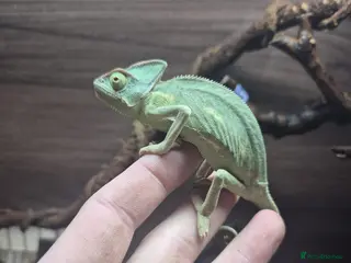 Chameleon reptiles for sale: Yemen Chameleon - Female - Advert 1