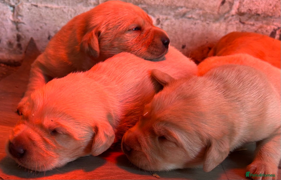 Labrador Retriever dogs for sale: Adorable fox red puppies  - Advert 3