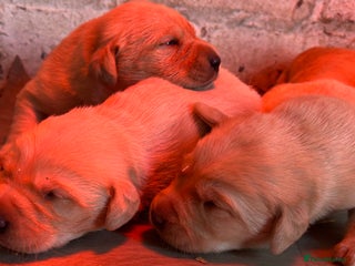 Labrador Retriever dogs Adorable fox red puppies - Advert 12