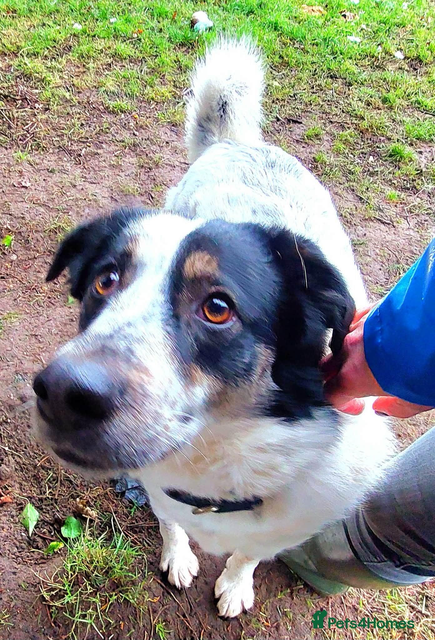 Mixed Breed dogs for adoption: Oreo - In Foster UK - Advert 6