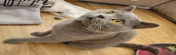 British Shorthair cats for sale: Blue british shorthair kittens in Southsea - Advert 9