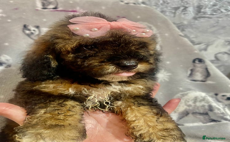 Maltipoo dogs - Advert 1