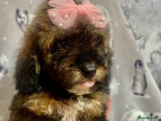 Maltipoo dogs Maltipoo babies - Advert 6