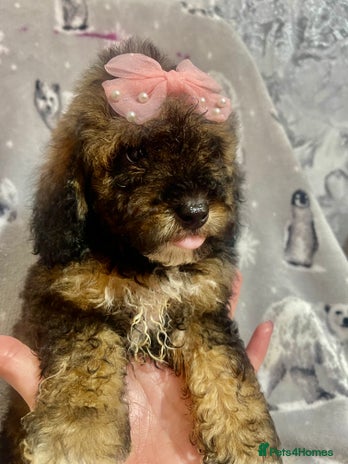 Maltipoo dogs - Advert 1