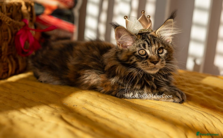Maine Coon cats - Advert 3